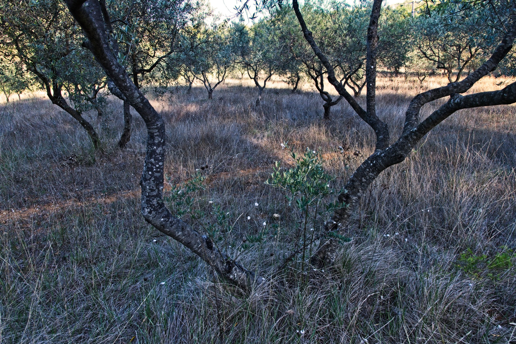 Olivenbäume