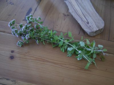 Oregano aus dem Garten